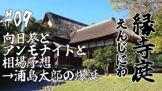 向日葵とアンモナイトと相場予想→浦島太郎の爆誕